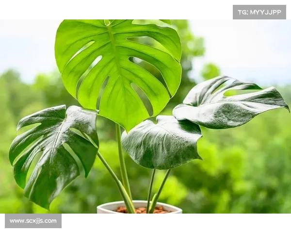 养护卷帘绿魔植物的四大技巧 让你的植物健康生长